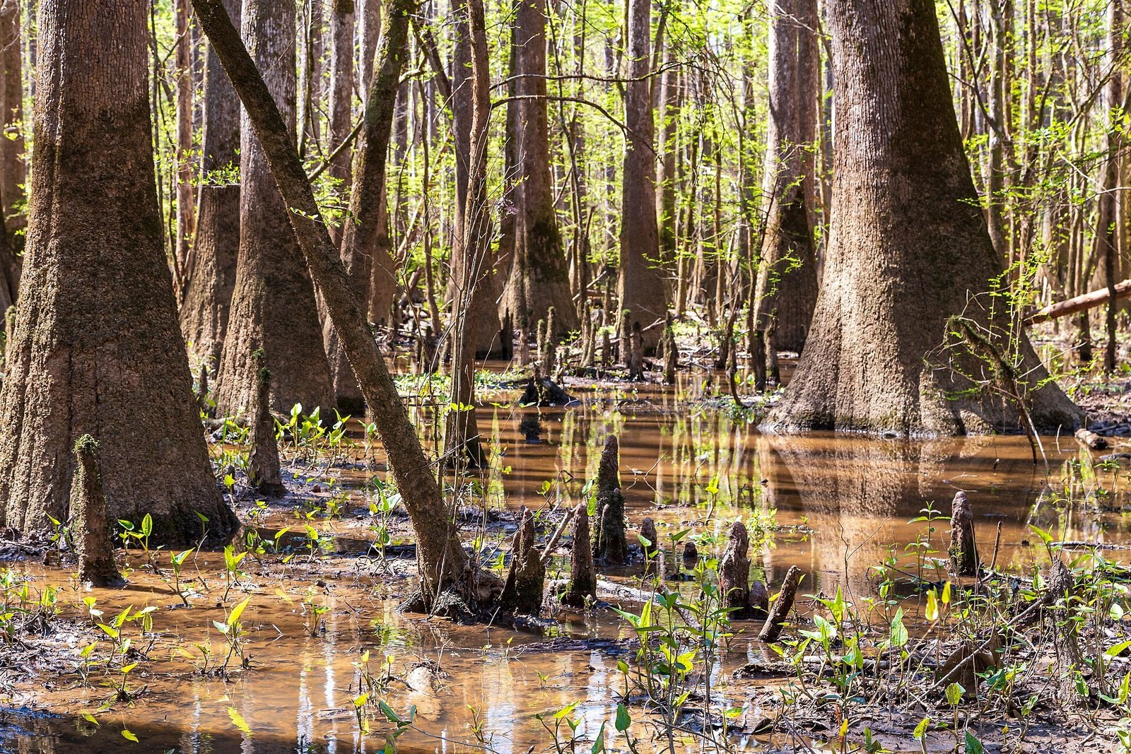 Tall bald cypress trunks and cypress knees standing in shallow brown floodwater in Congaree National Park