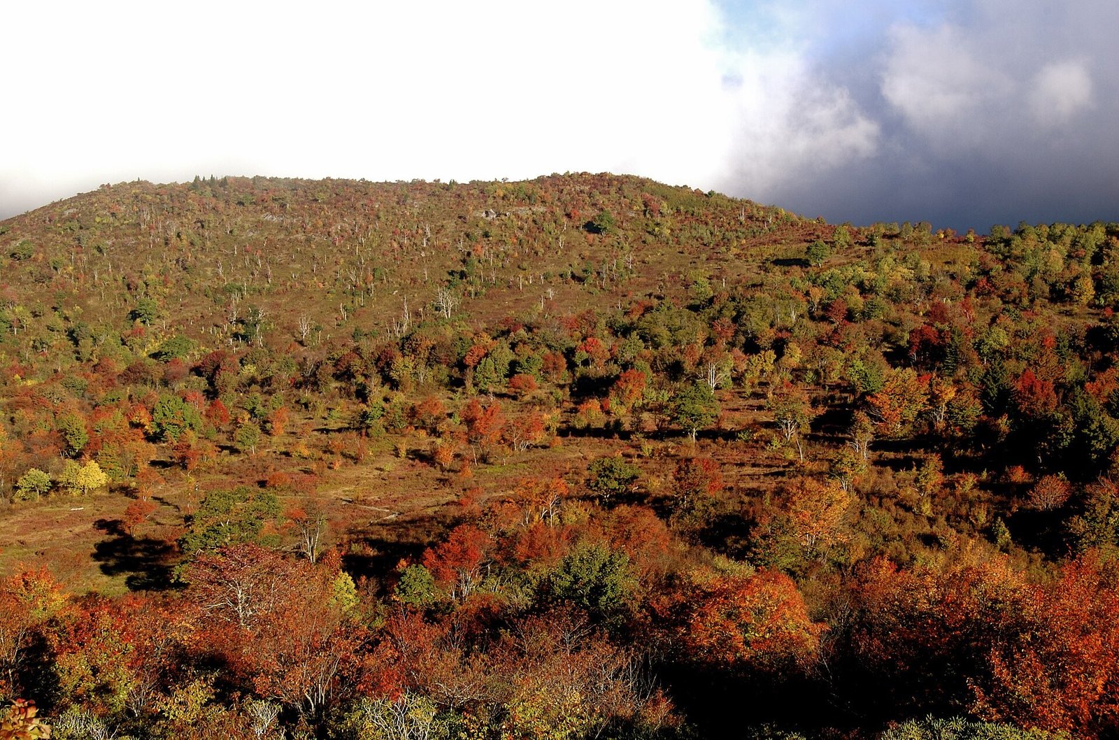 A hillside of red, orange and rust-colored autumn shrubs and trees at Graveyard Fields under a cloudy sky