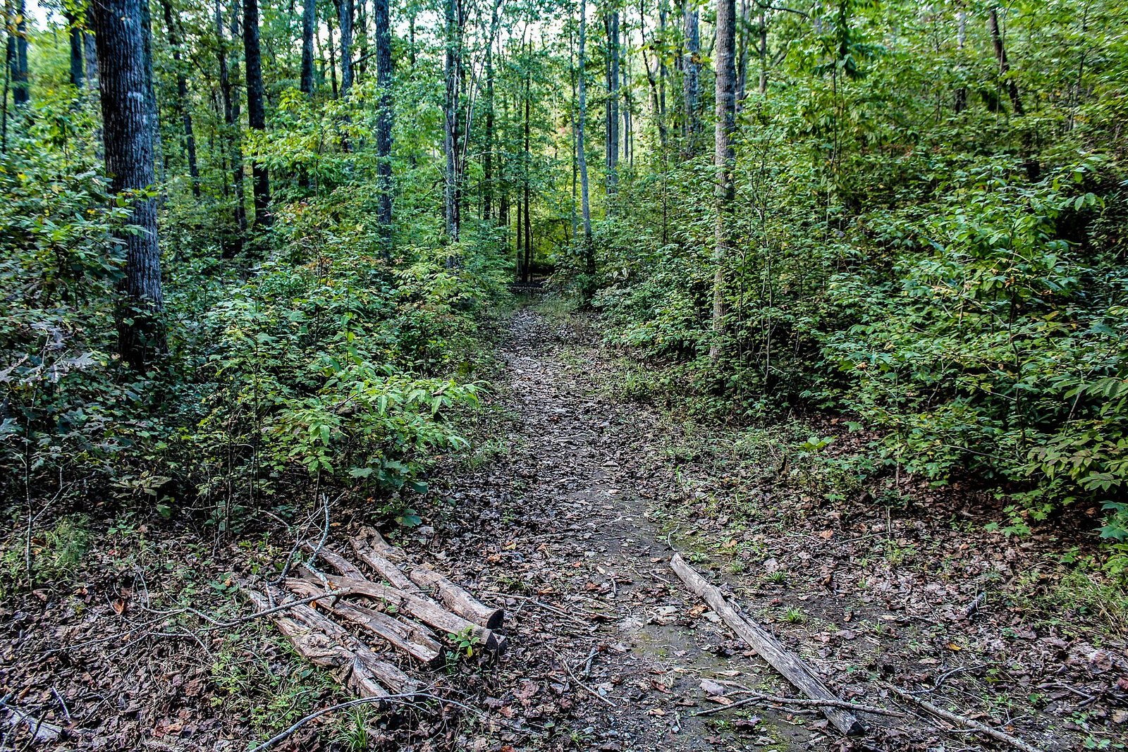 A dirt trail running through green hardwood forest at Kings Mountain National Military Park