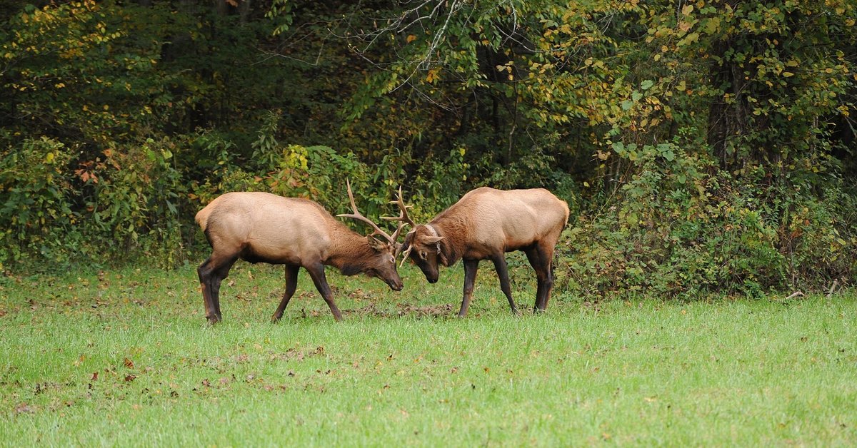 Two bull elk locking antlers in a green field at the forest edge near Oconaluftee in Great Smoky Mountains National Park