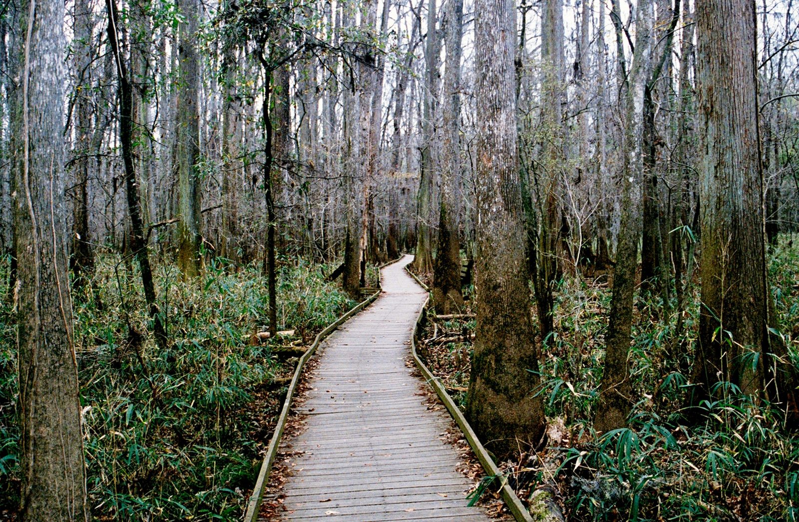 A wooden boardwalk running through tall trees and green undergrowth in Congaree National Park